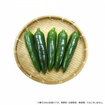 &nbsp;小林種苗 ピーマン種子 おつまみピーマン 5820 小袋(25粒)肉厚多汁の極上果実がごろごろ獲れる!【小林種苗 ピーマン種子 おつまみピーマン 5820 小袋(25粒)】 fk094igrjs 果実は濃緑色で光沢があります。特有の果実のひび割れが少なく秀品率に優れていて、果肉は肉厚でジューシー。ピーマン臭や苦味がなく、甘味があるので食味にも優れています。タネの入りが少ないので調理も簡単です。熟期は播種後90日。草勢が強く着果性が良いので収量性に優れています。【栽培のポイント】・栽培期間中の乾燥や肥料切れに十分注意してください。・徒長していないガッシリとした苗を作り、一番花の開花した苗を定植してください。・収穫遅れは草勢を弱くしてしまい、減収やひび割れ等の不良果の原因となるので適期収穫を心掛けてください。・生育初期から内枝を早めに整枝し、光環境や通気性を良くすることで病害等を防ぐことができ、良品を作ることができます。【注意事項】※種子は播種後の栽培条件、天候事情により、その結果が異なる場合がございます。万が一、結果不良でも保証はできかねます。サイズ個装サイズ：15×10×1cm重量個装重量：30g仕様内容量:小袋(25粒)生産国韓国 製品詳細 商品名：小林種苗 ピーマン種子 おつまみピーマン　5820　小袋(25粒)カラー・サイズ名称：2285440JANコード：4570067472271 広告文責 (有)イースクエアTEL:0120-532-772 ※お客さま都合による、ご注文後の[キャンセル][変更][返品][交換]はお受けできませんのでご注意下さいませ。※当店では、すべての商品で在庫を持っておりません。記載の納期を必ずご確認ください。※ご注文いただいた場合でもメーカーの[在庫切れ][欠品][廃盤]などの理由で、[記載の納期より発送が遅れる][発送できない]場合がございます。その際は、当店よりご連絡させていただきます。あらかじめご了承ください。※こちらの商品は【他商品との同梱】ができません。※こちらの商品は【ギフトサービス】をお受けすることができません。 こちらの商品は【お取り寄せ(14営業日以内に発送予定)】となります。