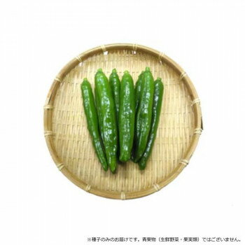 &nbsp;小林種苗 ピーマン種子 グリルピーマン 5819 小袋(25粒)焼き目をつけてじゅわ〜っと広がるたまらない美味しさ!【小林種苗 ピーマン種子 グリルピーマン 5819 小袋(25粒)】 fk094igrjs 果実は濃緑色で美しい光沢が特徴。曲がり果等が少なく秀品率に優れています。果重10〜15g、果長12〜15cm、果幅1.0〜1.2cm。果肉はやわらかく歯切れが良く甘味もあるため食味にも優れています。熟期は播種後90日。草勢が強く分枝の発生が多く、着果性も良いので収量性に優れています。【栽培のポイント】・栽培期間中の乾燥や肥料切れに十分注意してください。・徒長していないガッシリとした苗を作り、一番花の開花した苗を定植してください。・収穫遅れは草勢を弱くしてしまい、減収や不良果の原因となるので適期収穫を心掛けてください。・生育初期から内枝を早めに整枝し、光環境や通気性を良くすることで病害等を防ぐことができ、良品を作ることができます。【注意事項】※種子は播種後の栽培条件、天候事情により、その結果が異なる場合がございます。万が一、結果不良でも保証はできかねます。サイズ個装サイズ：15×10×1cm重量個装重量：30g仕様内容量:小袋(25粒)生産国韓国 製品詳細 商品名：小林種苗 ピーマン種子 グリルピーマン　5819　小袋(25粒)カラー・サイズ名称：2285442JANコード：4570067472295 広告文責 (有)イースクエアTEL:0120-532-772 ※お客さま都合による、ご注文後の[キャンセル][変更][返品][交換]はお受けできませんのでご注意下さいませ。※当店では、すべての商品で在庫を持っておりません。記載の納期を必ずご確認ください。※ご注文いただいた場合でもメーカーの[在庫切れ][欠品][廃盤]などの理由で、[記載の納期より発送が遅れる][発送できない]場合がございます。その際は、当店よりご連絡させていただきます。あらかじめご了承ください。※こちらの商品は【他商品との同梱】ができません。※こちらの商品は【ギフトサービス】をお受けすることができません。 こちらの商品は【お取り寄せ(14営業日以内に発送予定)】となります。