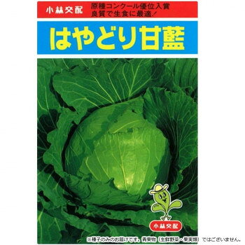 &nbsp;小林種苗 キャベツ種子 はやどり甘藍 31 小袋(1.2ml)食味はレタスに近くシャキシャキ感があり大変おいしいキャベツ【小林種苗 キャベツ種子 はやどり甘藍 31 小袋(1.2ml)】 fk094igrjs 作りやすい早生種で、高温乾燥に耐え、病害に強いので、育苗する際も手間のかからない品種です。外葉濃緑でやや大きく、開帳気味に生育します。春から初夏蒔きで盛夏〜仲秋穫り、西南暖地の夏蒔きで冬穫りに適します。また播種期の幅広く裂球も比較的遅くなりますので、市場による出荷調整ができます。適期で定植後約60日で球重1.2〜1.5kgの豊扁球となり、品質・食味は極上、生食用に最適です。【栽培のポイント】・盛夏どりをする栽培には、窒素肥料を控え目に施してください。・結球時期が10度以下では、球の締りが良くありません。・播種量は10アール当たり約80mlになります。【注意事項】※種子は播種後の栽培条件、天候事情により、その結果が異なる場合がございます。万が一、結果不良でも保証はできかねます。サイズ個装サイズ：15×10×1cm重量個装重量：30g仕様内容量:小袋(1.2ml)生産国イタリア 製品詳細 商品名：小林種苗 キャベツ種子 はやどり甘藍　31　小袋(1.2ml)カラー・サイズ名称：2285493JANコード：4570067470901 広告文責 (有)イースクエアTEL:0120-532-772 ※お客さま都合による、ご注文後の[キャンセル][変更][返品][交換]はお受けできませんのでご注意下さいませ。※当店では、すべての商品で在庫を持っておりません。記載の納期を必ずご確認ください。※ご注文いただいた場合でもメーカーの[在庫切れ][欠品][廃盤]などの理由で、[記載の納期より発送が遅れる][発送できない]場合がございます。その際は、当店よりご連絡させていただきます。あらかじめご了承ください。※こちらの商品は【他商品との同梱】ができません。※こちらの商品は【ギフトサービス】をお受けすることができません。 こちらの商品は【お取り寄せ(14営業日以内に発送予定)】となります。