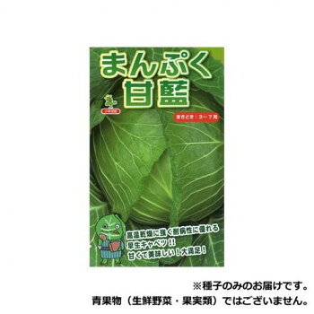 &nbsp;小林種苗 キャベツ種子 まんぷく甘藍 5430 小袋(170粒)高温乾燥に強く栽培しやすい食味が良い早生キャベツ!【小林種苗 キャベツ種子 まんぷく甘藍 5430 小袋(170粒)】 fk094igrjs 高温乾燥に強い葉深タイプで、弊社のロングセラー品種「はやどり甘藍」よりも黒腐れ病や軟腐病に強く、栽培しやすい。定植後65〜68日程度で収穫でき、球重1.5〜1.8kgの扁円球に仕上がる。外葉は濃緑色でやや小さめ、開張気味に生育する。球は鮮緑色で光沢があって美しく、球締り良く球芯も短い。葉質は薄くてやわらかく、食味がとてもよくサラダに最適です。【栽培のポイント】・耐寒性や低温期の結球性は強くないため、播種遅れに注意する。・元肥主体で栽培し、初期生育を促進する。【注意事項】※種子は播種後の栽培条件、天候事情により、その結果が異なる場合がございます。万が一、結果不良でも保証はできかねます。※一部地域(郡部・山間部等)は時間帯指定不可となります。サイズ個装サイズ：15×10×1cm重量個装重量：30g仕様内容量:小袋(170粒)生産国イタリア 製品詳細 商品名：小林種苗 キャベツ種子 まんぷく甘藍　5430　小袋(170粒)カラー・サイズ名称：2285503JANコード：4570067470994 広告文責 (有)イースクエアTEL:0120-532-772 ※お客さま都合による、ご注文後の[キャンセル][変更][返品][交換]はお受けできませんのでご注意下さいませ。※当店では、すべての商品で在庫を持っておりません。記載の納期を必ずご確認ください。※ご注文いただいた場合でもメーカーの[在庫切れ][欠品][廃盤]などの理由で、[記載の納期より発送が遅れる][発送できない]場合がございます。その際は、当店よりご連絡させていただきます。あらかじめご了承ください。※こちらの商品は【他商品との同梱】ができません。※こちらの商品は【ギフトサービス】をお受けすることができません。 こちらの商品は【お取り寄せ(14営業日以内に発送予定)】となります。