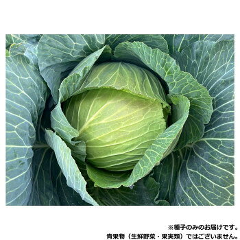 &nbsp;小林種苗 キャベツ種子 こいだま 9272 コートL5000粒球揃い・肥大性に優れる中生キャベツ!【小林種苗 キャベツ種子 こいだま 9272 コートL5000粒】 fk094igrjs 夏蒔きで12〜2月に収穫できる中生品種です。球は濃緑色の甲高扁平球で外観に優れます。球重1.5〜2.0kgになり、肥大性も良好です。耐寒性に優れ、在圃性も良いため長期収穫が可能です。外葉がコンパクトで揃い良く、密植栽培も可能です。萎黄病抵抗性でしり腐れにも強く、栽培容易です。【栽培のポイント】・高温期での育苗となるため播種後たっぷりと潅水した後、倉庫などの風通しの良い日陰で2日置き、発芽前日の夕方に育苗ハウスへ移す。育苗床は地面より浮かせる。育苗の潅水はややひかえめとし、徒長苗や立枯れ病を予防する。・元肥1/2、追肥1/2の施肥で後半まで肥効を保つ。窒素:リン酸:カリ=30:28:30施肥基準とする。【注意事項】※種子は播種後の栽培条件、天候事情により、その結果が異なる場合がございます。万が一、結果不良でも保証はできかねます。※一部地域(郡部・山間部等)は時間帯指定不可となります。サイズ個装サイズ：30×30×20cm重量個装重量：1500g仕様内容量:5000粒生産国日本 広告文責 (有)イースクエアTEL:0120-532-772 ※お客さま都合による、ご注文後の[キャンセル][変更][返品][交換]はお受けできませんのでご注意下さいませ。※当店では、すべての商品で在庫を持っておりません。記載の納期を必ずご確認ください。※ご注文いただいた場合でもメーカーの[在庫切れ][欠品][廃盤]などの理由で、[記載の納期より発送が遅れる][発送できない]場合がございます。その際は、当店よりご連絡させていただきます。あらかじめご了承ください。※こちらの商品は【他商品との同梱】ができません。※こちらの商品は【ギフトサービス】をお受けすることができません。 こちらの商品は【お取り寄せ(14営業日以内に発送予定)】となります。