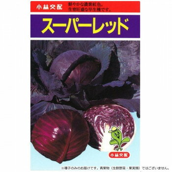 小林種苗 キャベツ種子 スーパーレッド 8 10ml [ラッピング不可][代引不可][同梱不可]