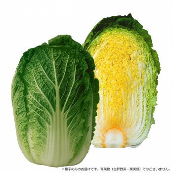 小林種苗 金の王様白菜 ベー太郎75 ハクサイ種子 5761 コートL50粒 [ラッピング不可][代引不可][同梱不可]