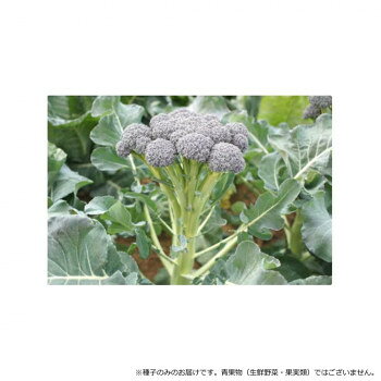 小林種苗 ブロッコリー種子 ワンカット 7220 小袋(20粒) [ラッピング不可][代引不可][同梱不可]