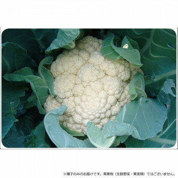小林種苗 カリフラワー種子 ラップスター 7222 小袋(0.7ml) [ラッピング不可][代引不可][同梱不可]