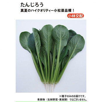 &nbsp;小林種苗 コマツナ種子 たんじろう 9120 20ml真夏のハイクオリティー小松菜品種!【小林種苗 コマツナ種子 たんじろう 9120 20ml】 fk094igrjs 耐暑性に優れた夏用小松菜品種です。葉は濃緑色で、高温期でもカッピングやチップバーンの発生が少なく、高品質で市場性に優れます。草姿は極立性で株張り良く、葉数も多いため、出荷調整がしやすく収量性も抜群です。緩やかに生育するため、在圃性も優れます。※種子は播種後の栽培条件、天候事情により、その結果が異なる場合がございます。万が一、結果不良でも保証はできかねます。※一部地域(郡部・山間部等)は時間帯指定不可となります。サイズ個装サイズ：20×20×2cm重量個装重量：20g仕様内容量:20ml生産国イタリア 製品詳細 商品名：小林種苗 コマツナ種子 たんじろう　9120　20mlカラー・サイズ名称：2285580JANコード：4570067473971 広告文責 (有)イースクエアTEL:0120-532-772 ※お客さま都合による、ご注文後の[キャンセル][変更][返品][交換]はお受けできませんのでご注意下さいませ。※当店では、すべての商品で在庫を持っておりません。記載の納期を必ずご確認ください。※ご注文いただいた場合でもメーカーの[在庫切れ][欠品][廃盤]などの理由で、[記載の納期より発送が遅れる][発送できない]場合がございます。その際は、当店よりご連絡させていただきます。あらかじめご了承ください。※こちらの商品は【他商品との同梱】ができません。※こちらの商品は【ギフトサービス】をお受けすることができません。 こちらの商品は【お取り寄せ(14営業日以内に発送予定)】となります。