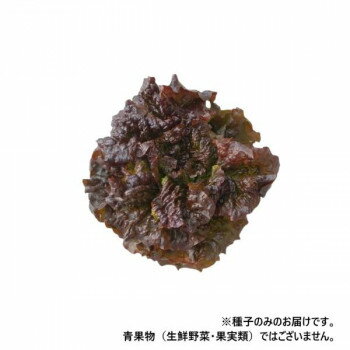 小林種苗 レタス種子 ハオシャンレッド 6881 コートL5000粒 [ラッピング不可][代引不可][同梱不可]