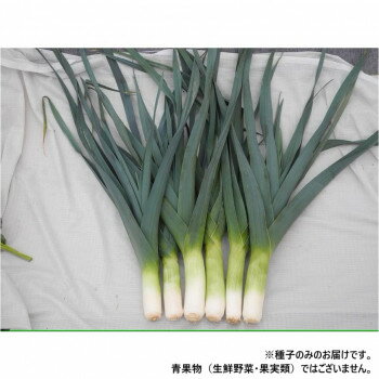 小林種苗 リーキ種子 ガウディ 7233 小袋(50粒) [ラッピング不可][代引不可][同梱不可]