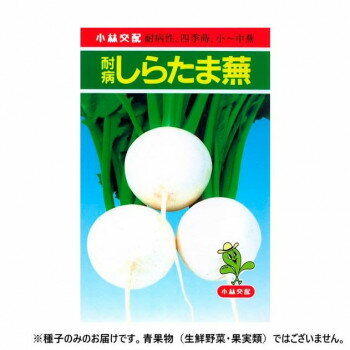 小林種苗 カブ種子 耐病しらたま 8 1dl [ラッピング不可][代引不可][同梱不可]