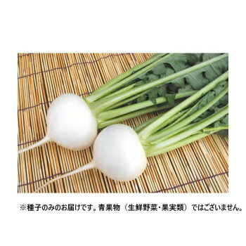 小林種苗 カブ種子 満天やさい CRおおとろ蕪 7238 1dl [ラッピング不可][代引不可][同梱不可]