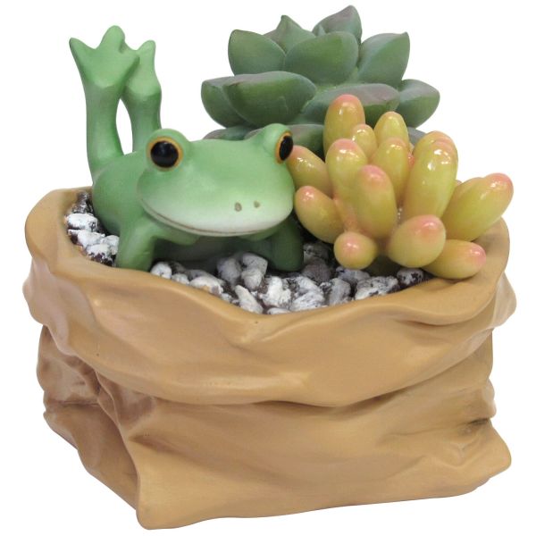 コポー ミドル 多肉植物とカエル [キャンセル・変更・返品不可]