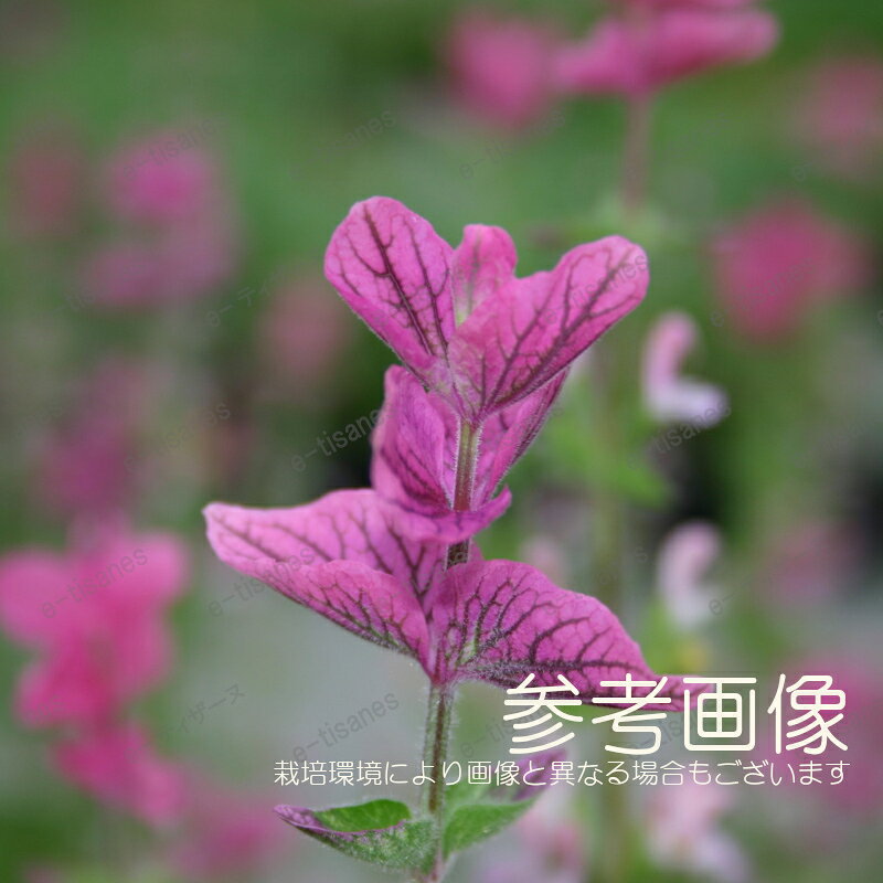 ペインテッドセージ(ピンク)　【有機ハーブ種子】【固定種】ORGENIC SEED Painted ...