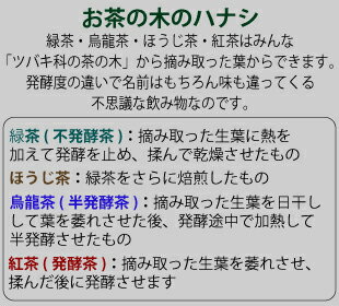 �Ϥ�ʤ�ϡ��֥ƥ�����ŷ���̡�ס��֥��ɥϡ��֥ƥ��� �ڤ�� ̵ź�� ̵������