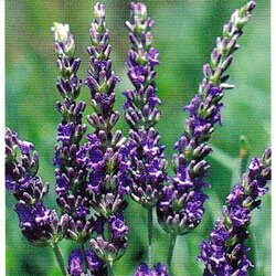 �ߥ��ɥ˥󥰥ȥ󡦥�٥����(��Х󥸥��)/�ϡ��֤��� 9cm�ݥå�