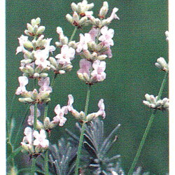 ヒドコートピンク(ヒッドコートピンク)・ラベンダー(スパイカ系)/ハーブの苗 9cmポット