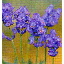 レディー・ラベンダー(スパイカ系)/ハーブの苗 9cmポット