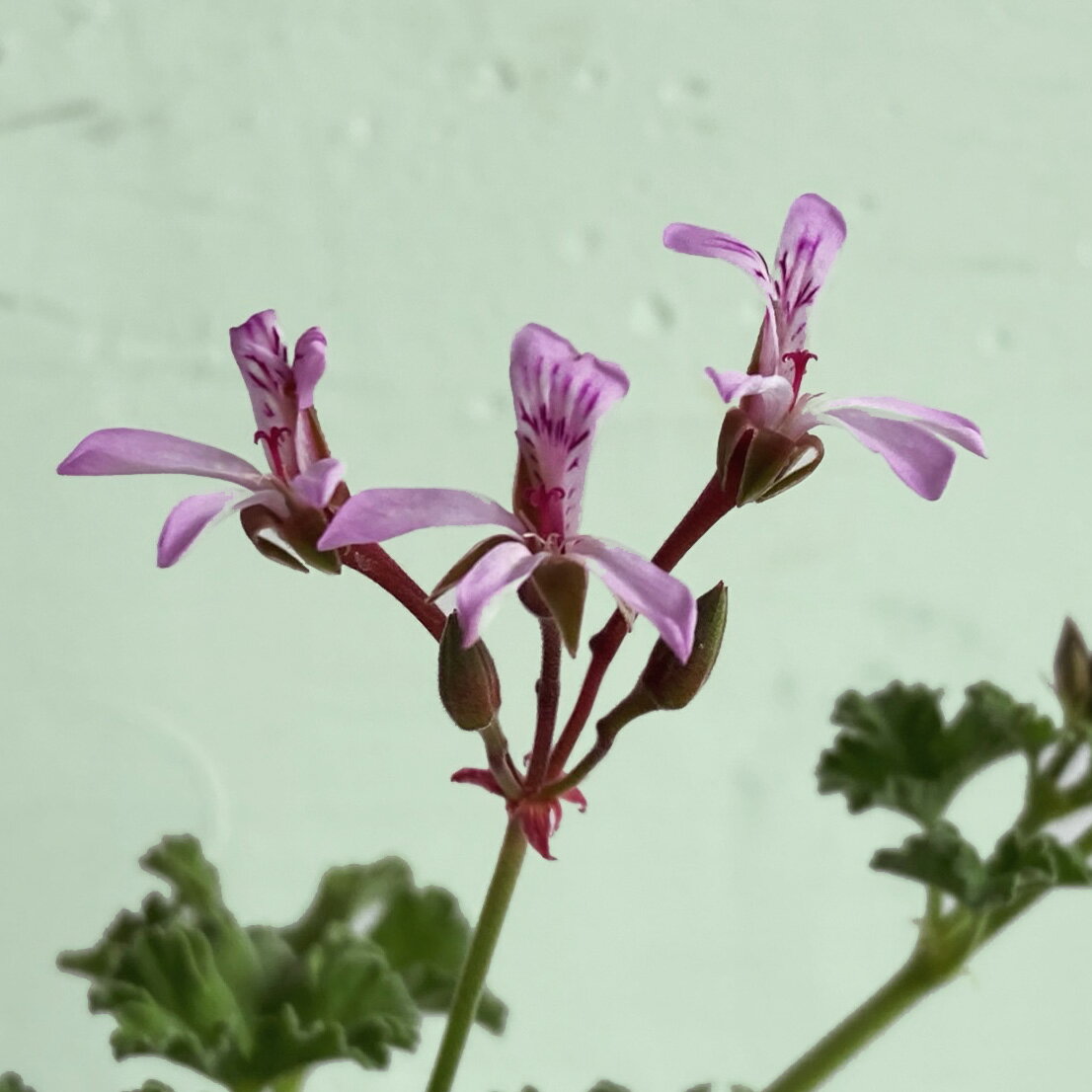 Rakuten - ナツメグピンク・ゼラニウム/ハーブの苗 9cmポット