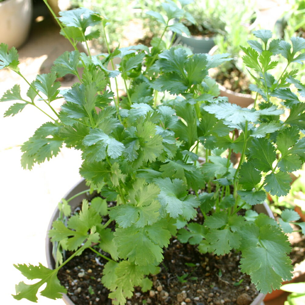 コリアンダー/ハーブの苗 9cmポット