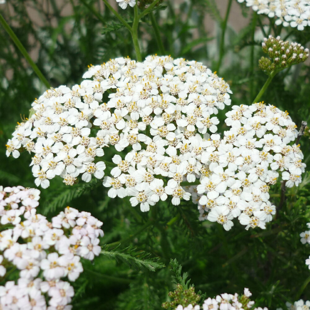 ヤロウ（ホワイト）/ハーブの苗 9cmポット