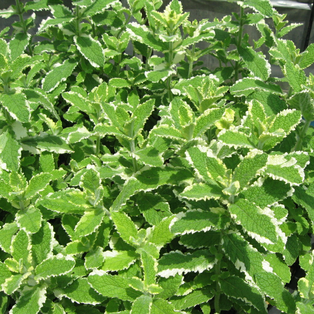 �ѥ��ʥåץ�ߥ��/�ϡ��֤��� 9cm�ݥå�