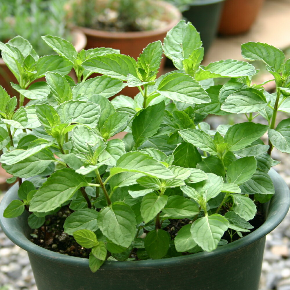 ���ܥϥå����ۥ���(����)/�ϡ��֤��� 9cm�ݥå�