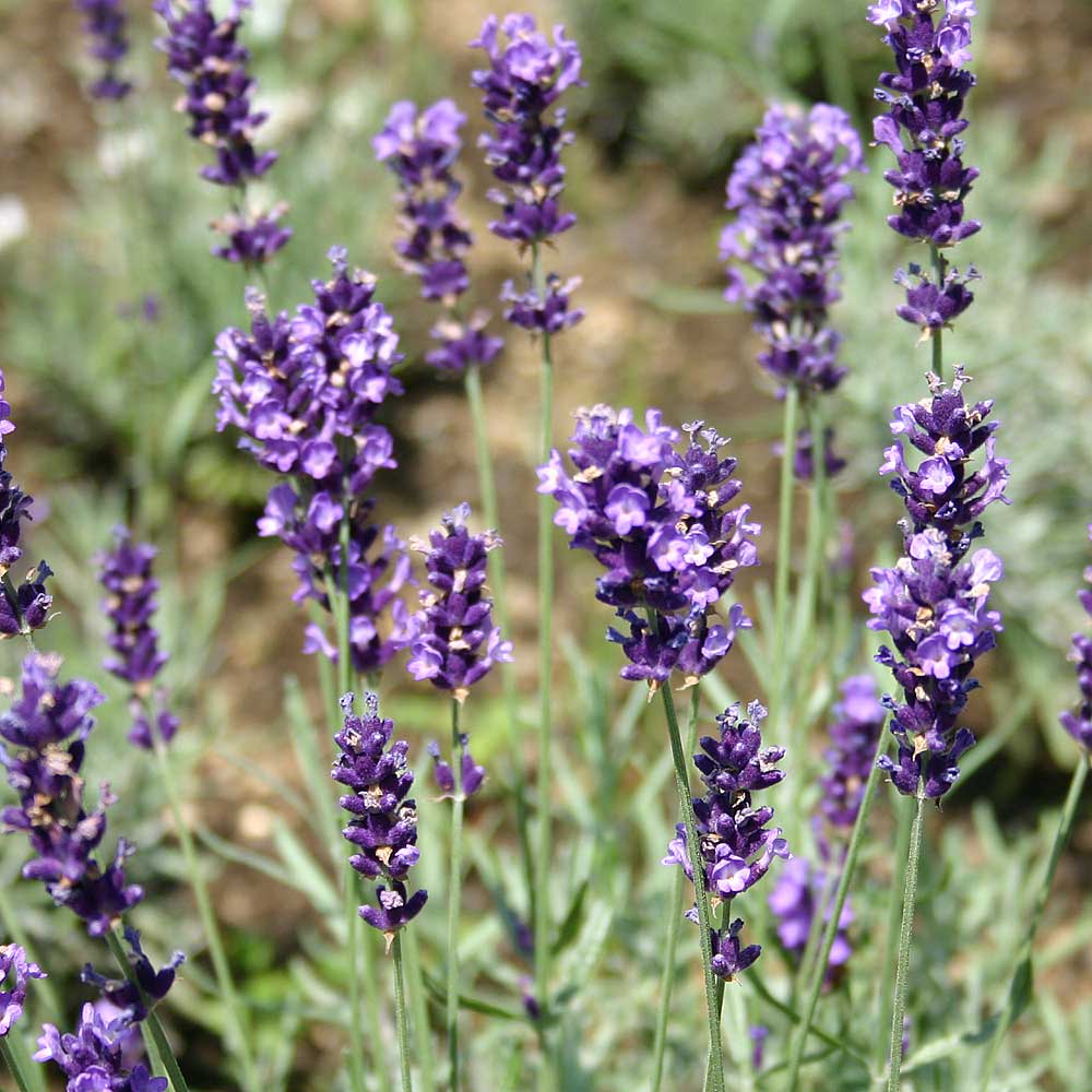 ヒデコート(ヒッドコート、ヒドコート、ハイドコート)・ラベンダー(スパイカ系)/ハーブの苗 9cmポットのサムネイル