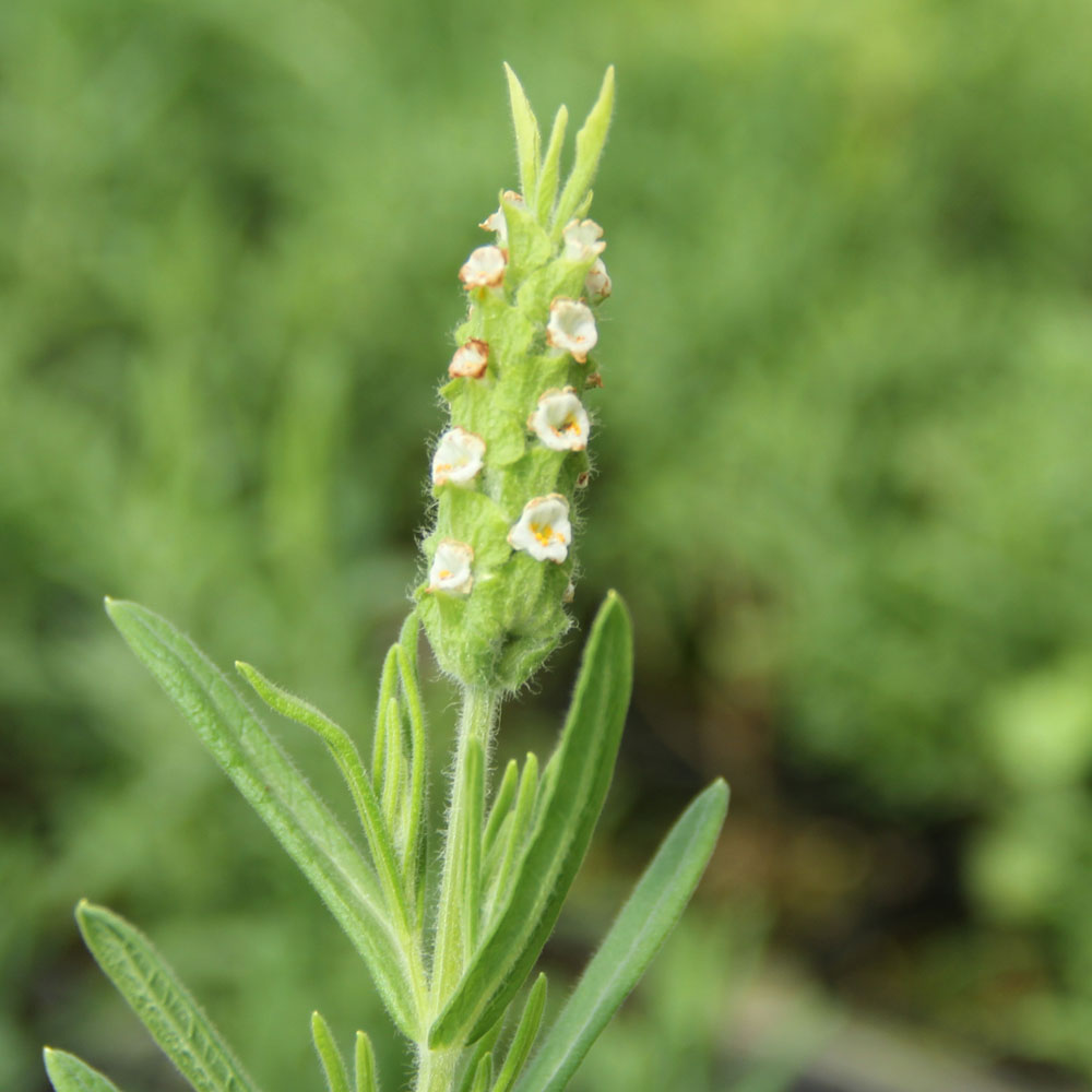 グリーン・ラベンダー/ハーブの苗9...