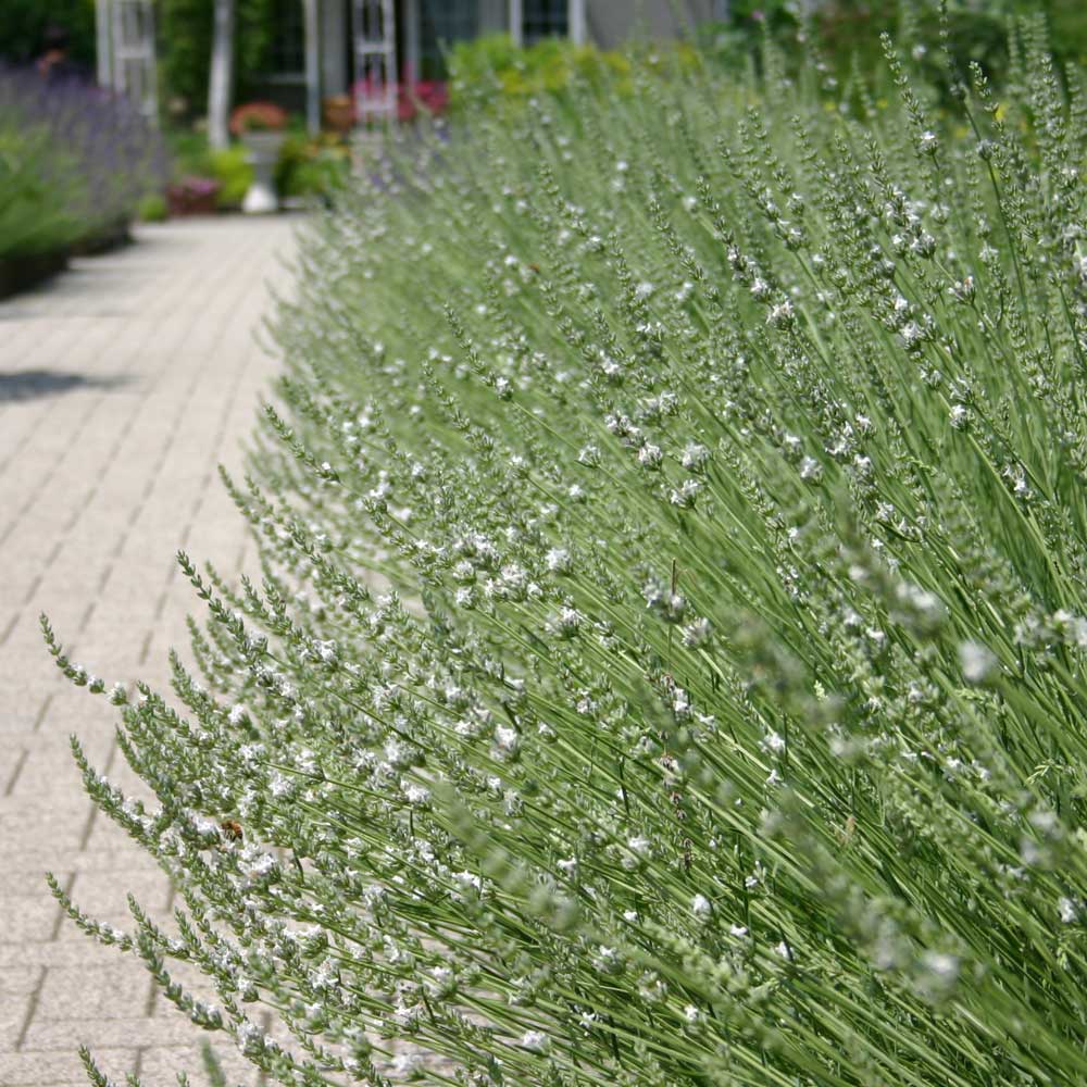 エーデルワイスホワイト・ラベンダー(ラバンジン系)/ハーブの苗 9cmポット