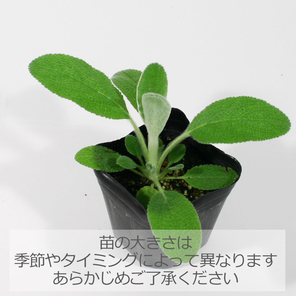 ラムズイヤー/ハーブの苗 9cmポット