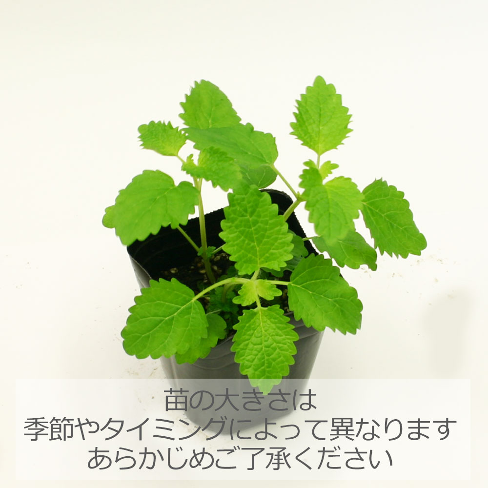 レモンバーム/ハーブの苗 9cmポット