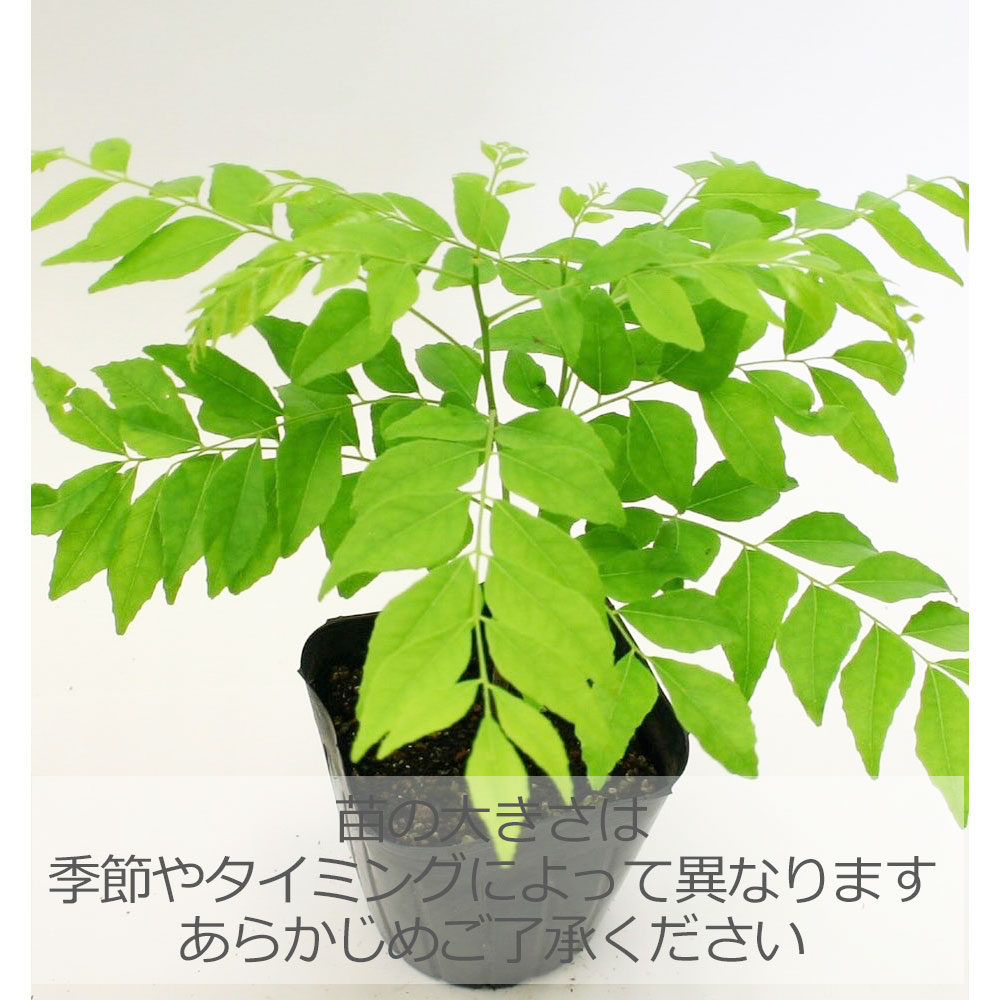カレーリーフ(カレーツリー)/ハーブの苗 9cmポット