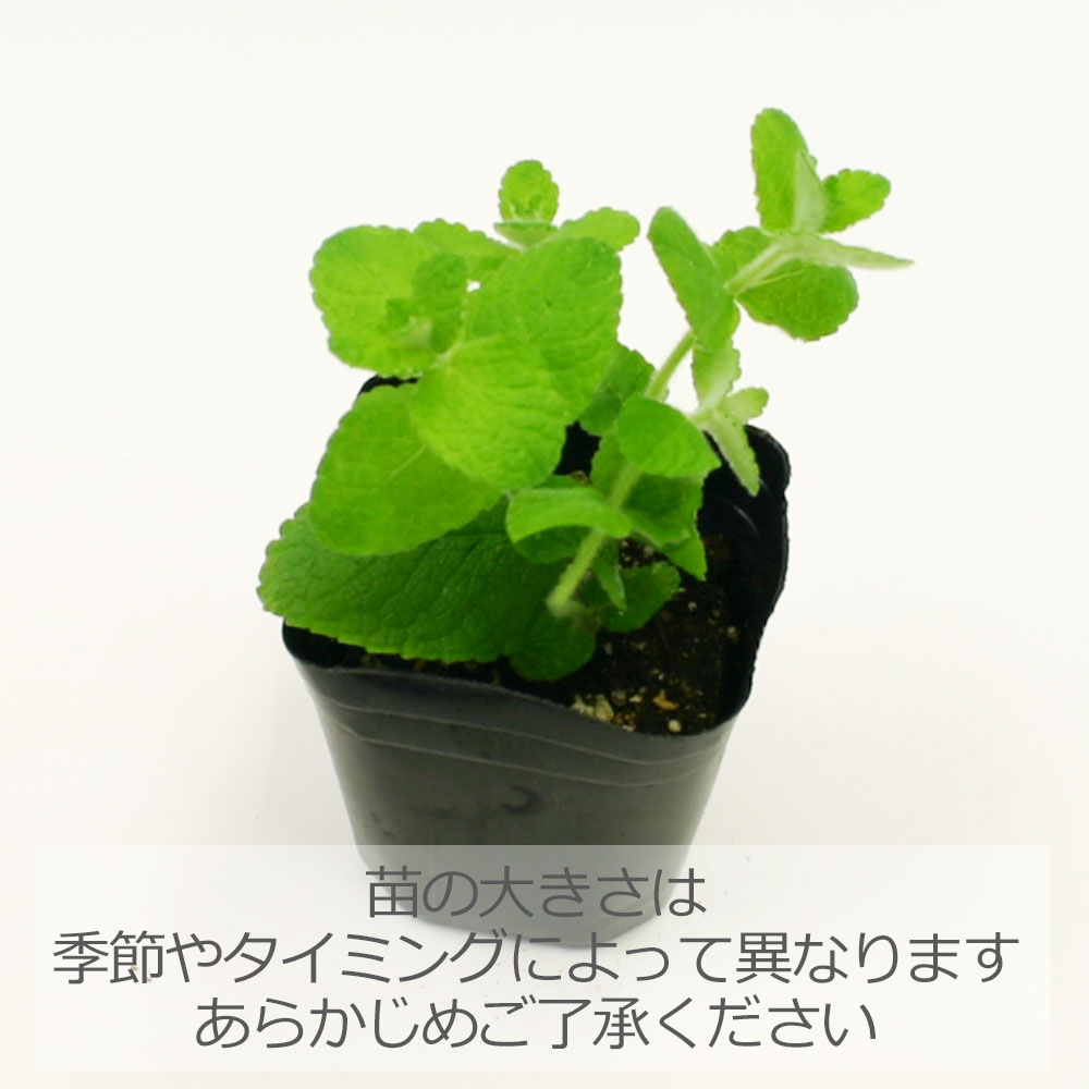 楽天市場 アップルミント ハーブの苗 9cmポット ハーブティー専門店 E ティザーヌ みんなのレビュー 口コミ 楽天市場 アップルミント ハーブの苗 9cmポット ハーブティー専門店 E ティザーヌ みんなのレビュー 口コミ