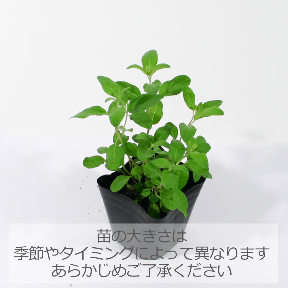 チェリーセージ（レッド）/ハーブの苗 9cmポット