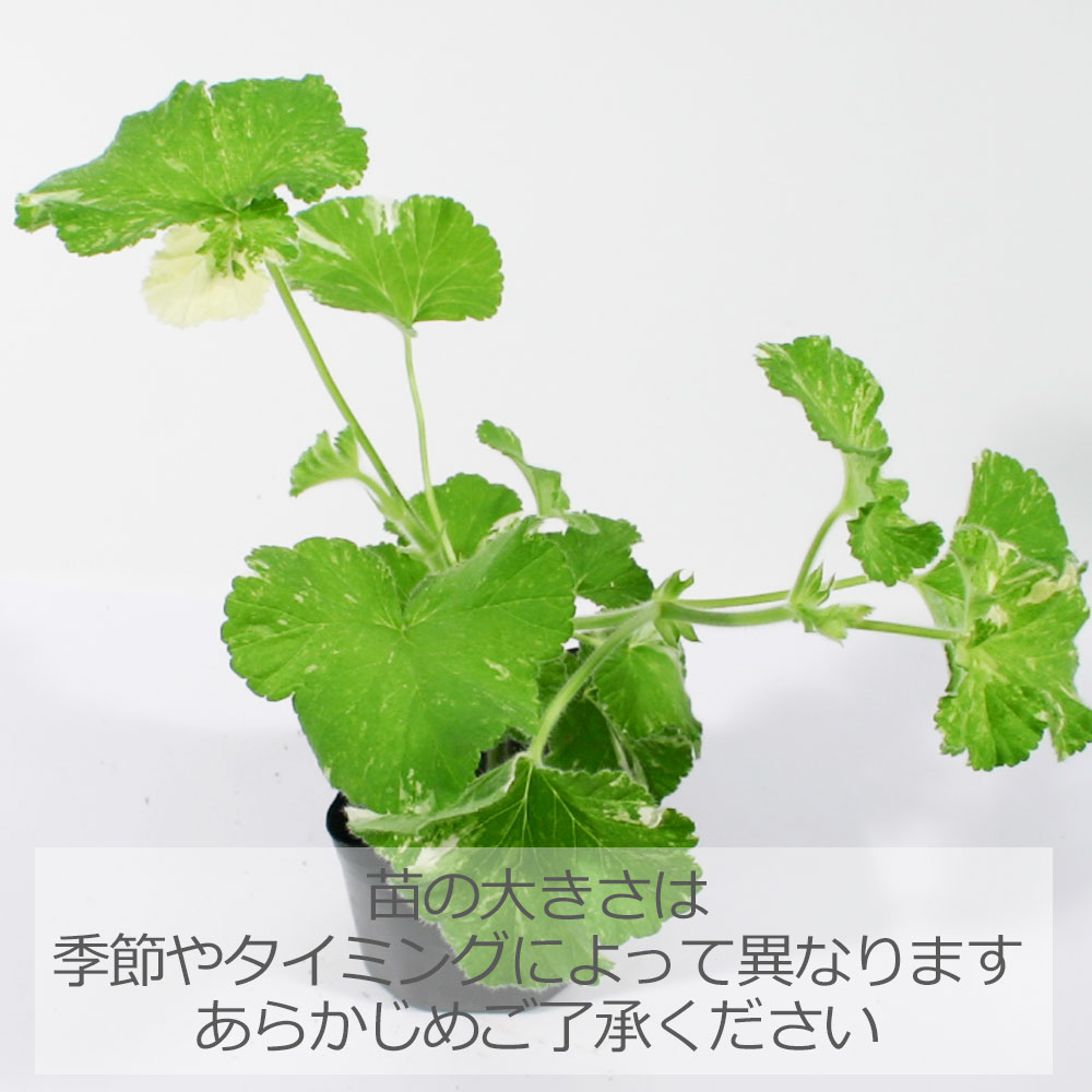 スノーフレーク・ゼラニウム/ハーブの苗 9cmポット