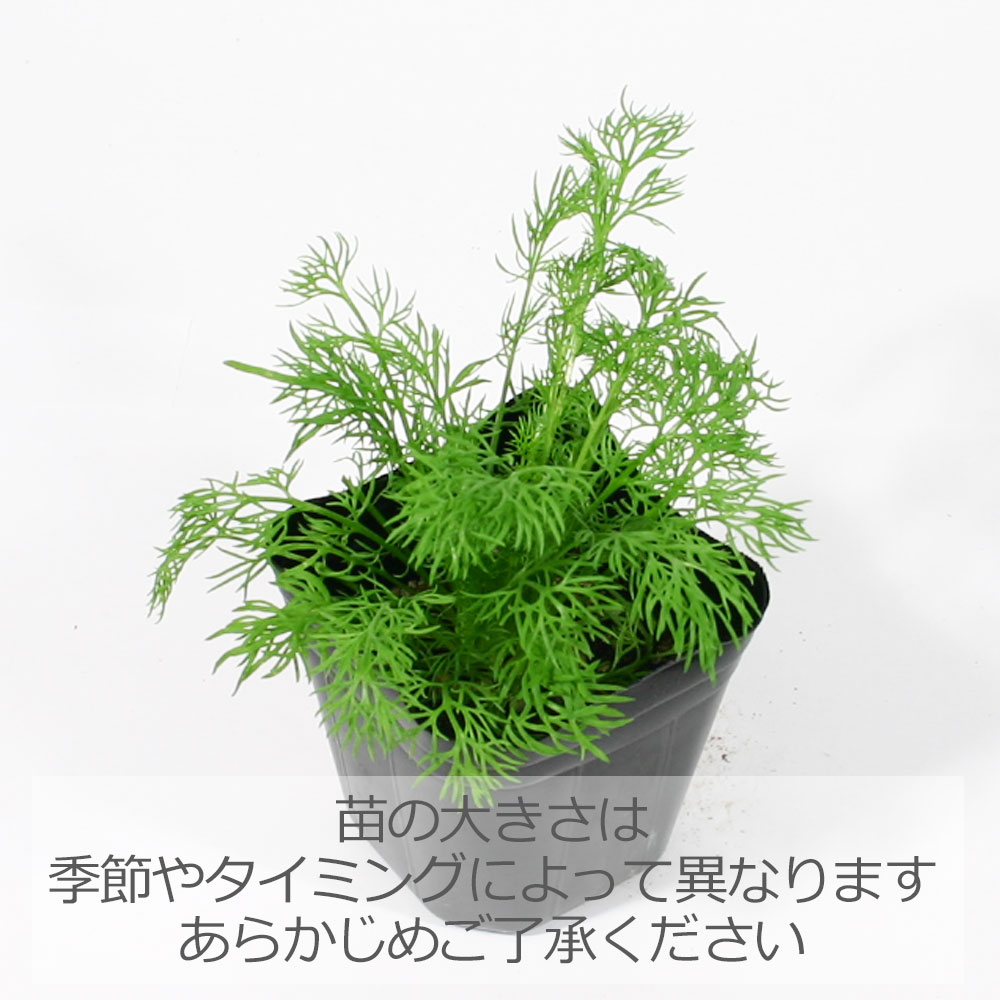 楽天市場 ジャーマンカモミール ハーブの苗 9cmポット ハーブティー専門店 E ティザーヌ みんなのレビュー 口コミ 楽天市場 ジャーマンカモミール ハーブの苗 9cmポット ハーブティー専門店 E ティザーヌ みんなのレビュー 口コミ