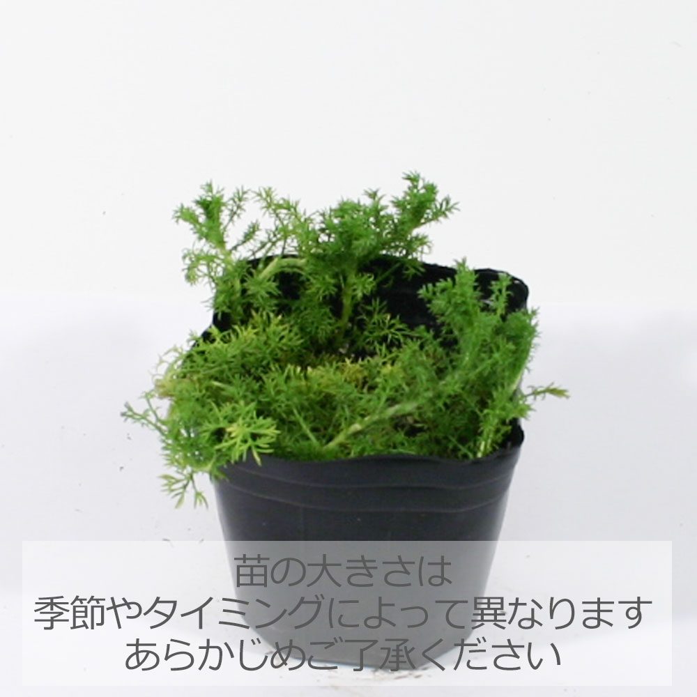 ノンフラワーカモミール/ハーブの苗 9cmポット
