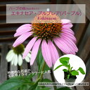 エキナセア・プルプレア(パープル)/ハーブの苗 9cmポット