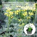 ルー(ヘンルーダ)/ハーブの苗 9cmポット