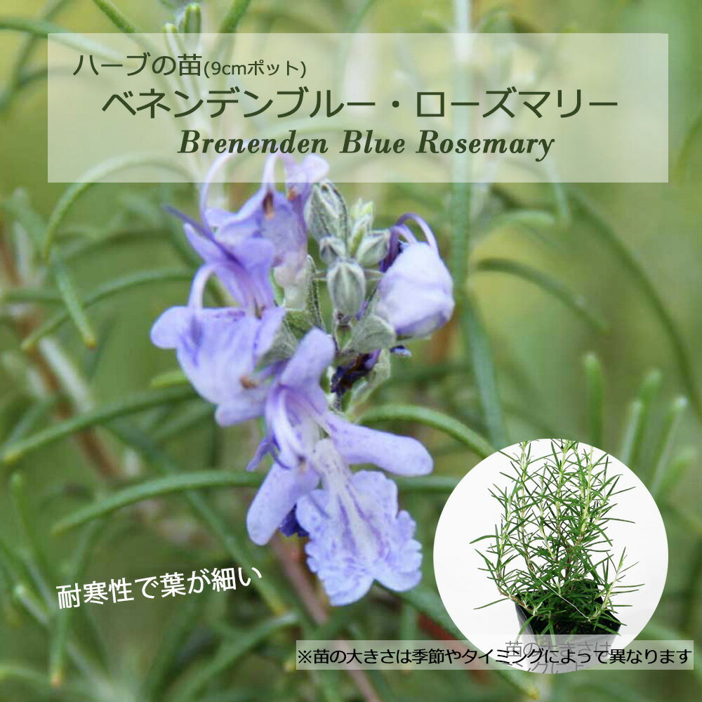ベネンデンブルー・ローズマリー(立性)/ハーブの苗 9cmポット