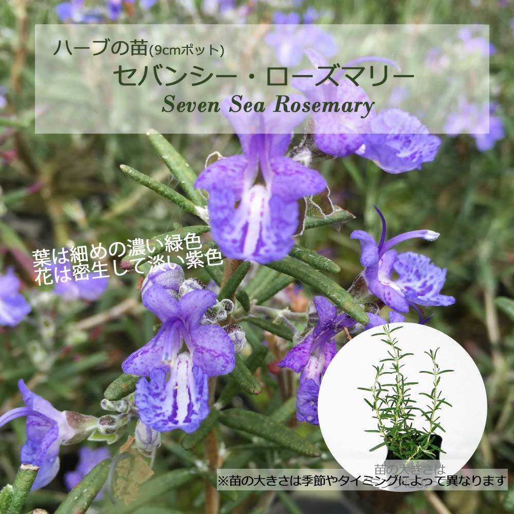 セバンシー・ローズマリー(セブアンシス)(半匍匐性)/ハーブの苗 9cmポット