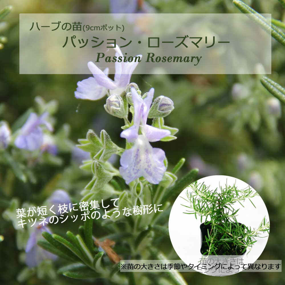 パッション・ローズマリー(立性/半匍匐性)/ハーブの苗 9cmポット