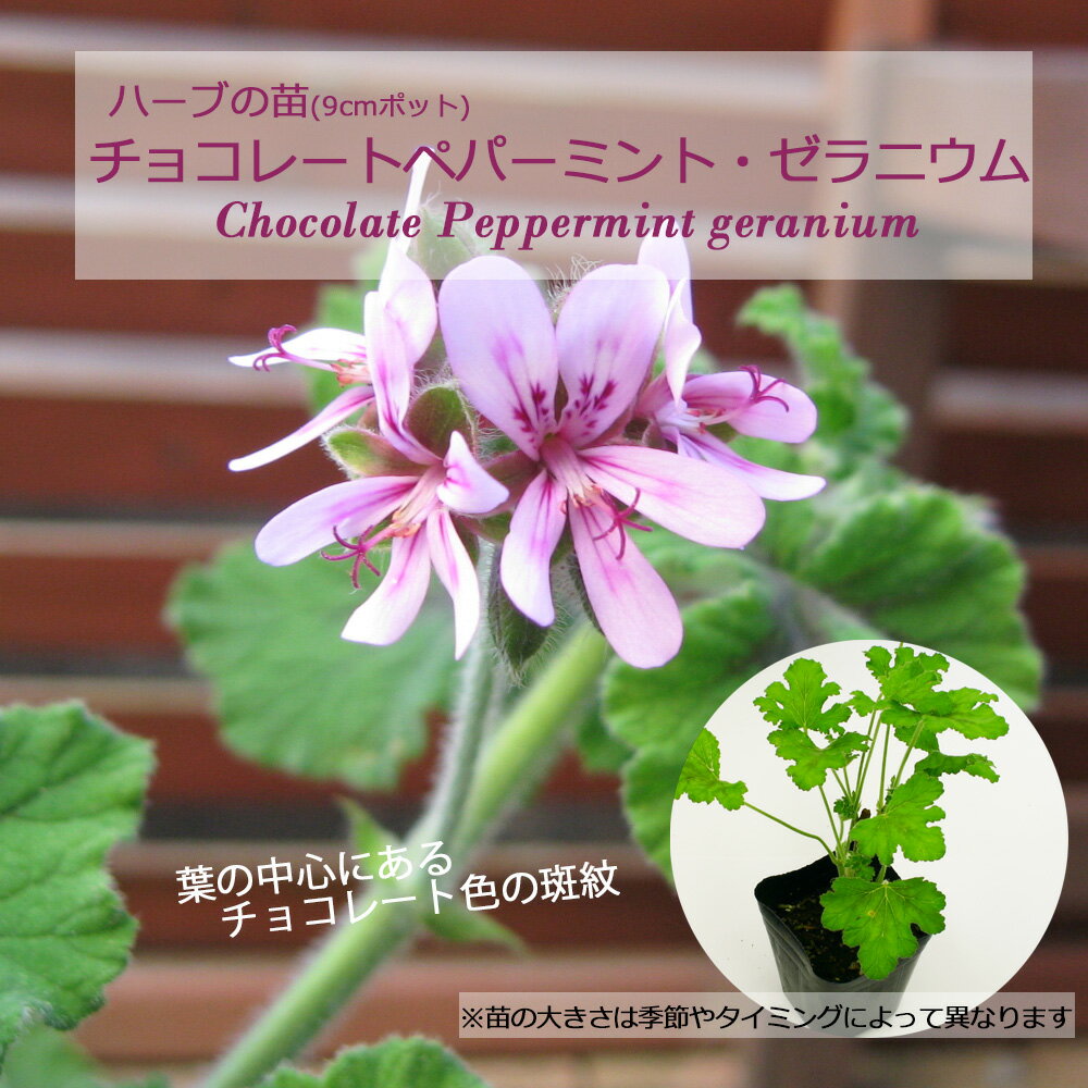 チョコレートペパーミント・ゼラニウム/ハーブの苗 9cmポット