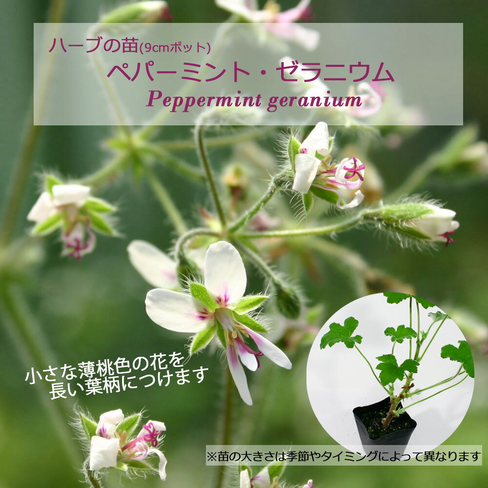 ペパーミント・ゼラニウム/ハーブの苗 9cmポット