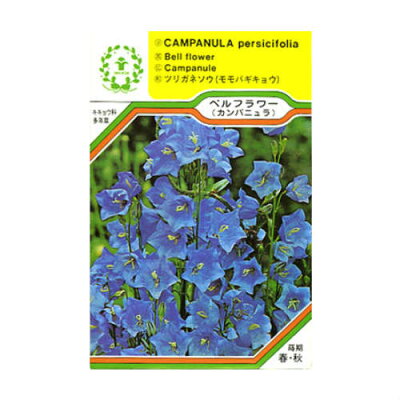 カンパニュラ 植物図鑑 カンパニュラ 植物図鑑
