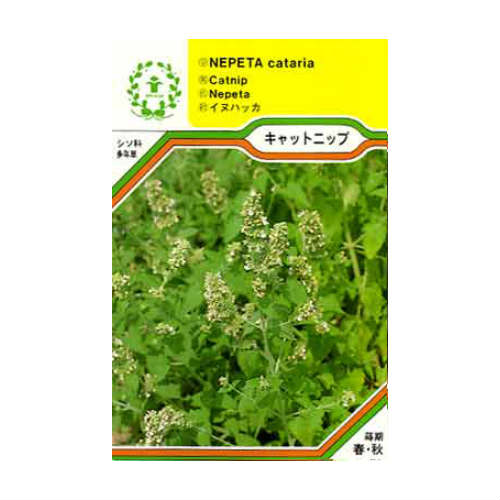 ハーブの種　「キャットニップ」