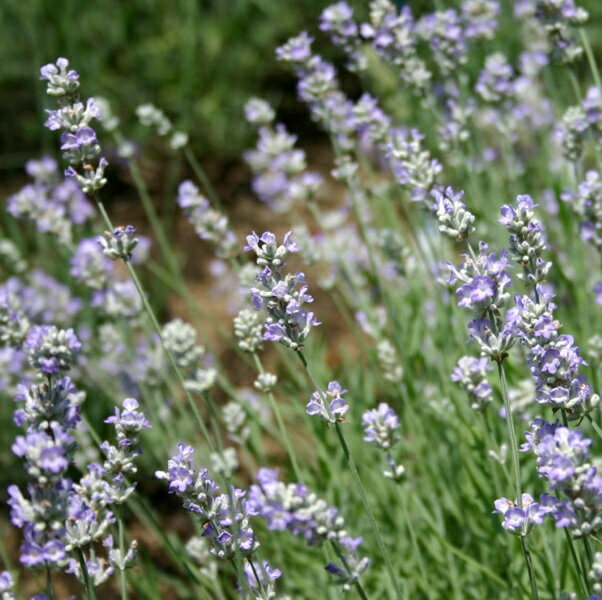 ブルーアイス・ラベンダー(スパイカ系)/ハーブの苗 9cmポットのサムネイル