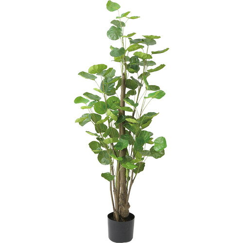 Leafy Plants - ポピー GLP-1530 GR ポリシャスフリスビー 全長130cm・幅50cm 鉢:φ15cm×H12.5cm グリーン GLP1530 GR