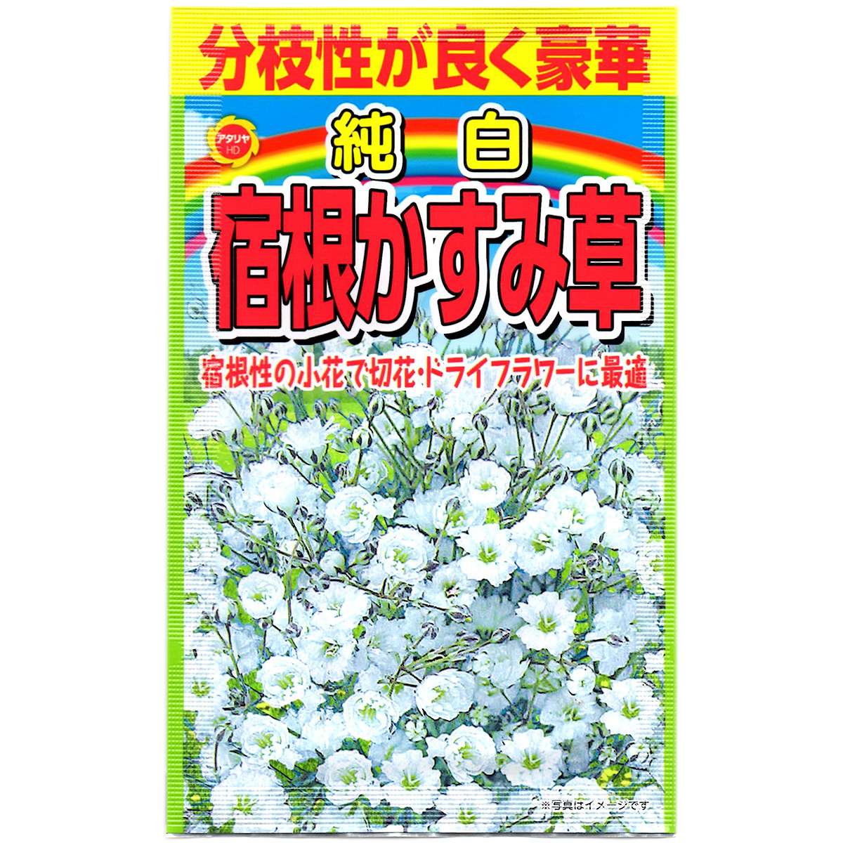 Gypsophila - 分枝性が良く豪華 純白 宿根かすみ草 アタリヤ農園 宿根草 種 かすみ草 種 ギプソフィラ 種 ギプソフィラ 種子 かすみ草の種 花の種 花種 M