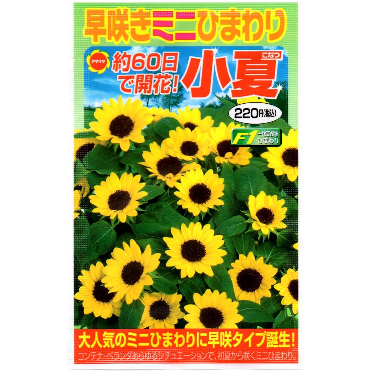 早咲きミニひまわり 小夏 アタリヤ農園 ヒマワリ 種 ヒマワリ 種子 ミニヒマワリ 種 ヒマワリの種 花 種 花の種 花種 M