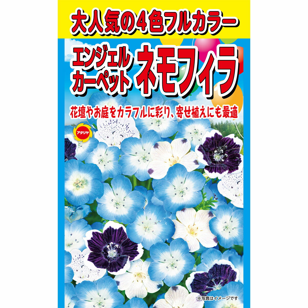 大人気の4色フルカラー エンジェルカーペットネモフィラ アタリヤ農園 花種